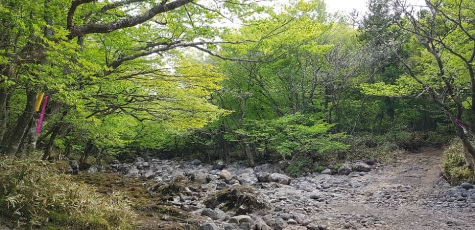 [한라산 둘레길 1구간] 천아숲길 사진 3