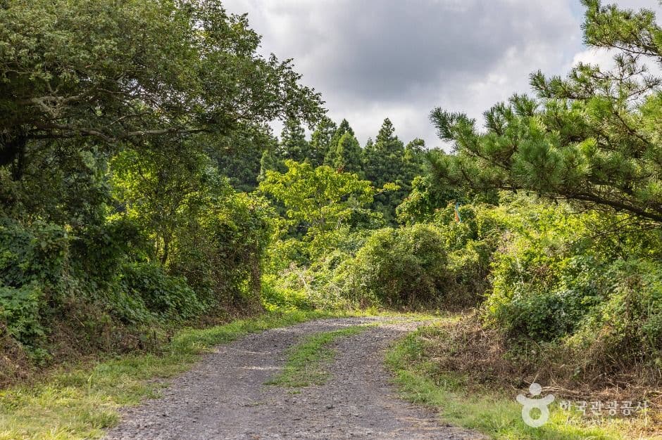 [제주올레 14-1코스] 저지-서광 올레 사진 3