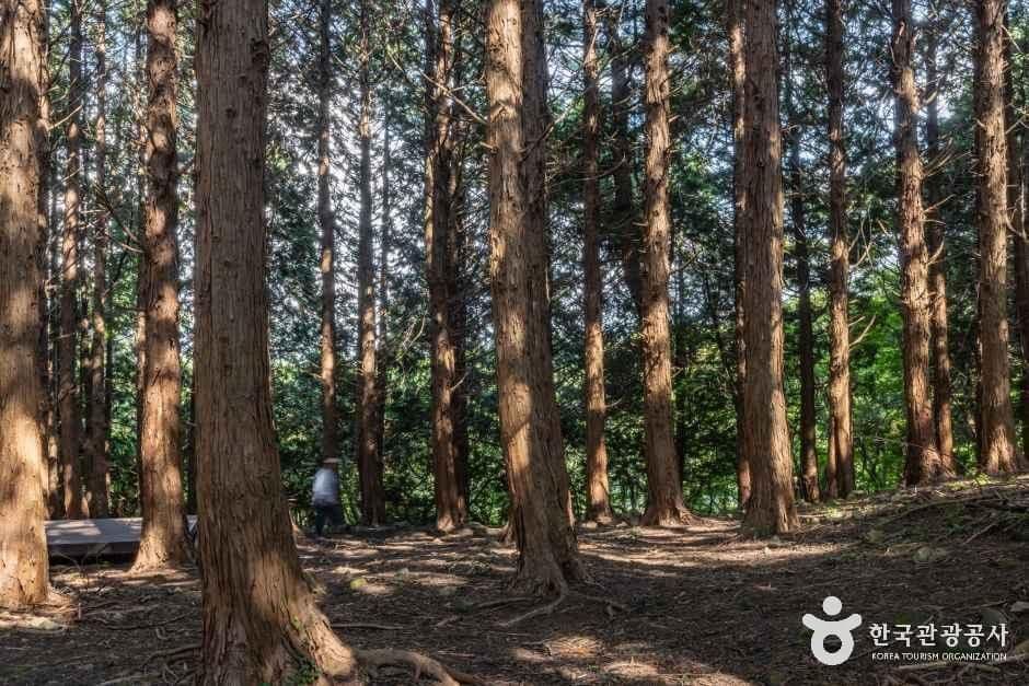 아라동 치유의 숲 사진 2