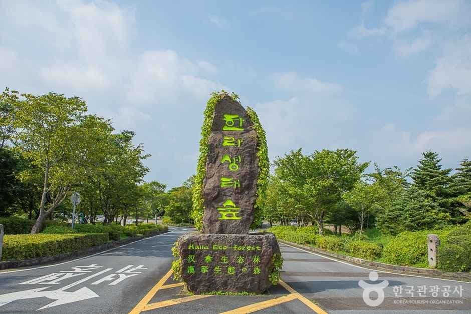 [한라산 둘레길 9구간] 숫모르편백숲길 사진 2