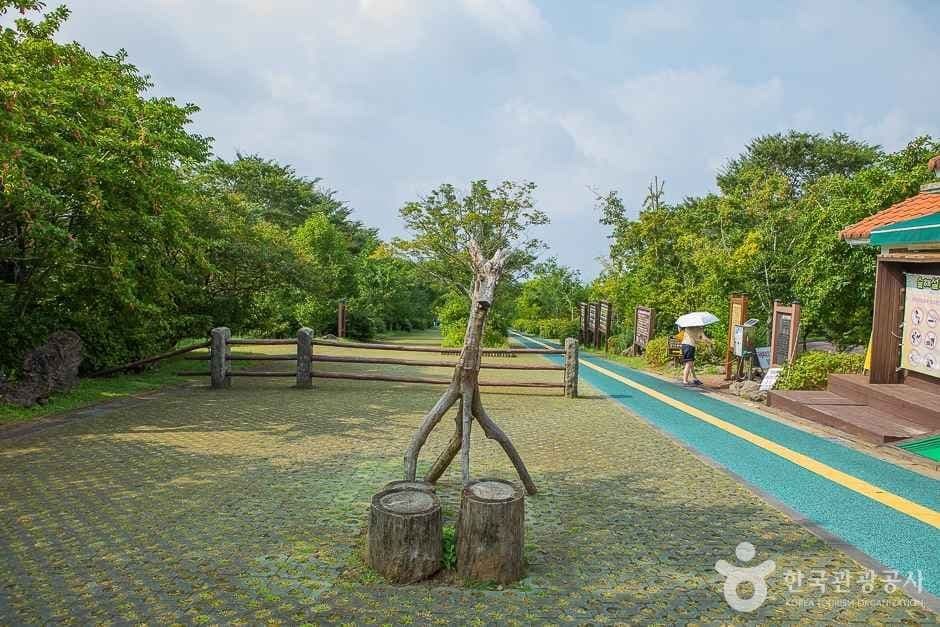 [한라산 둘레길 9구간] 숫모르편백숲길 사진 3