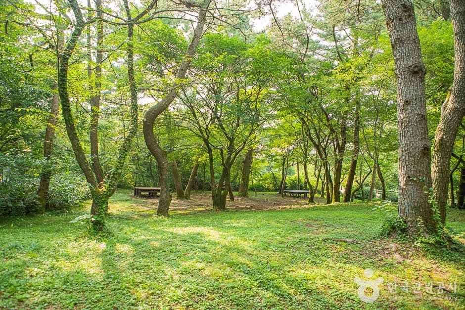 [한라산 둘레길 9구간] 숫모르편백숲길 사진 1