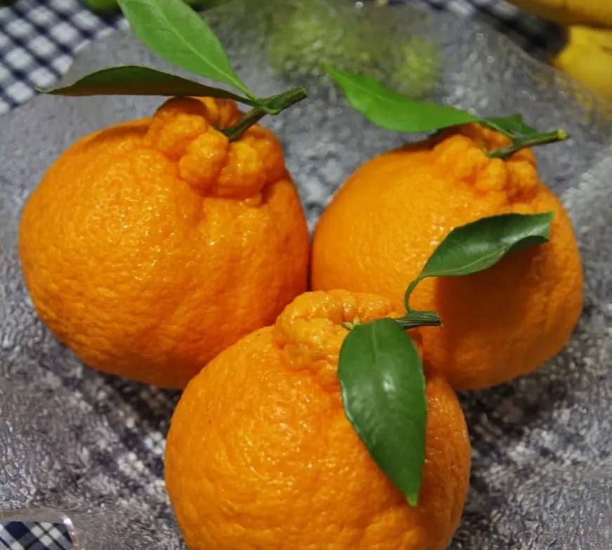 한마음한라봉 사진 1