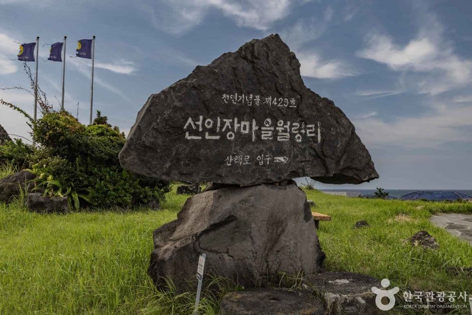 제주선인장마을 사진 1