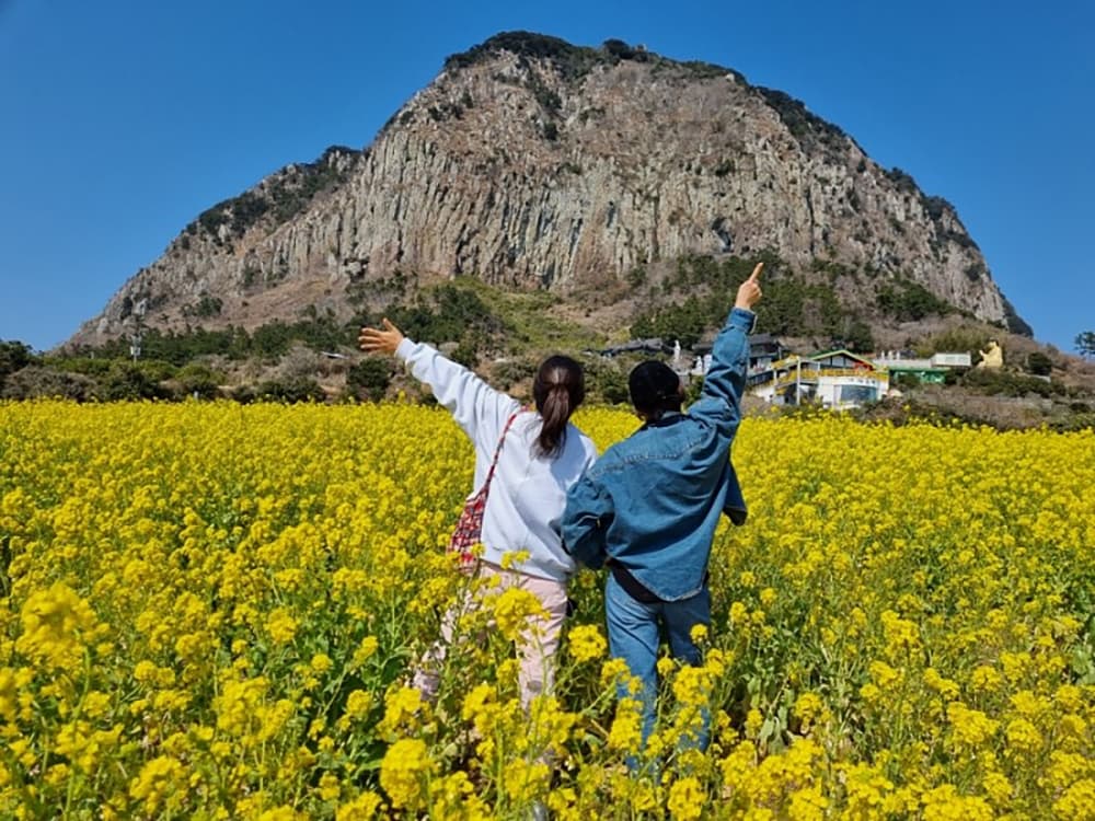 산방산유채꽃밭 사진 2