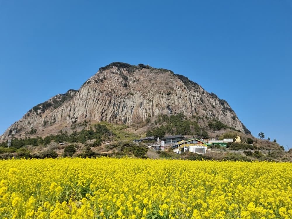 산방산유채꽃밭 사진 3