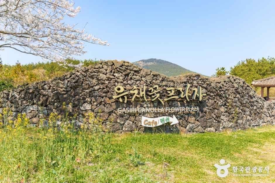 유채꽃프라자 사진 1