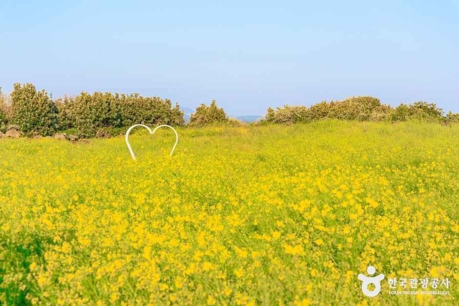 일출봉유채밭 사진 1