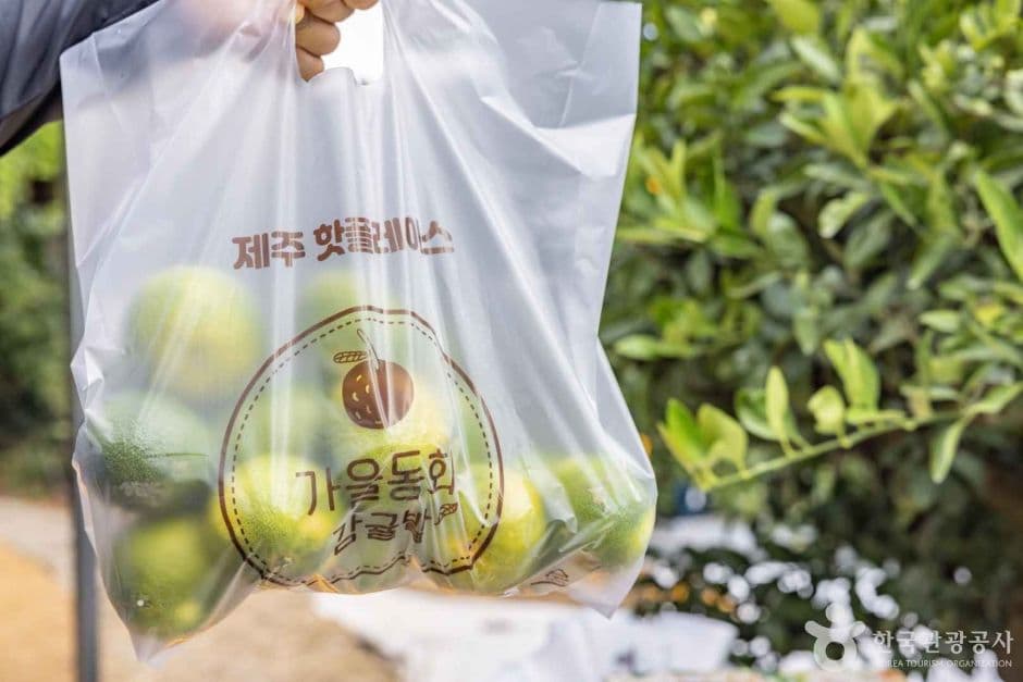 가을동화 감귤밭 사진 2