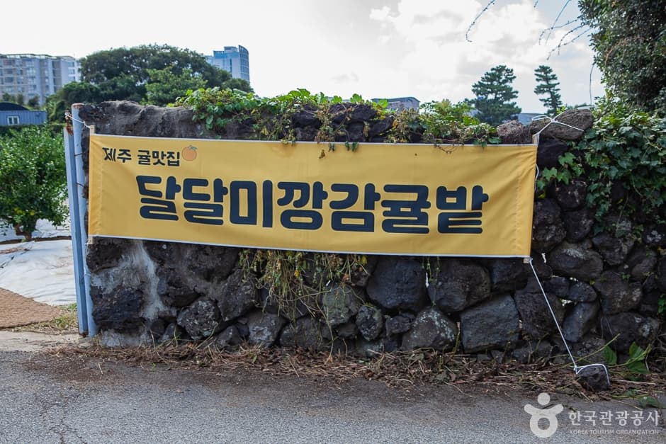 달달미깡감귤밭 사진 2