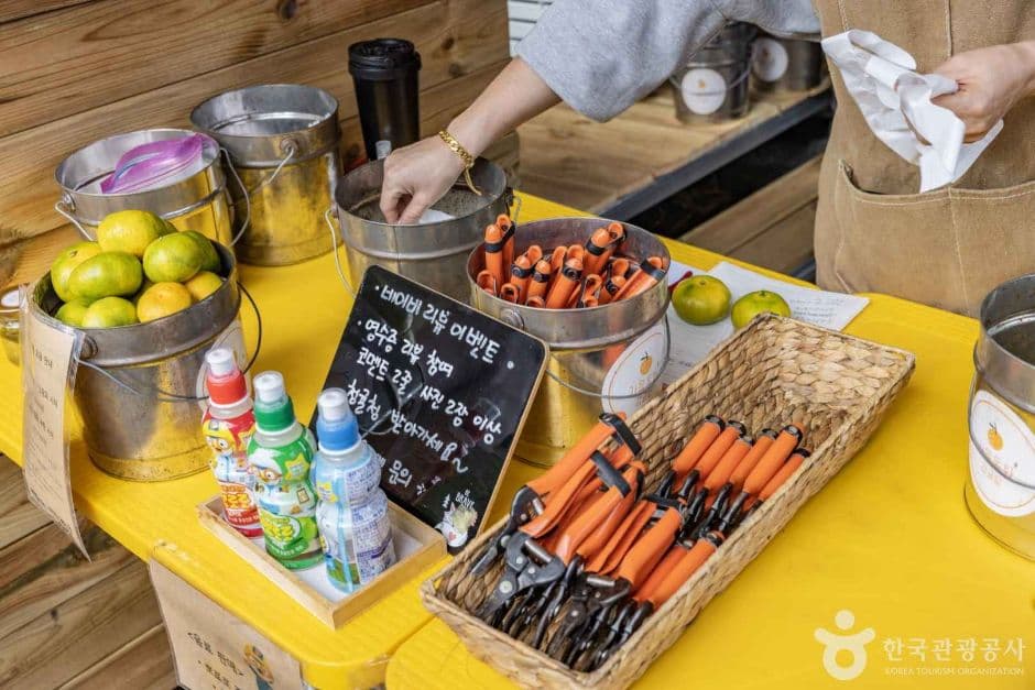 가을동화 감귤밭 사진 3