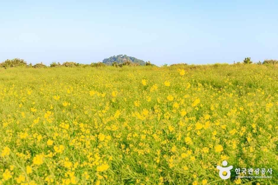 일출봉유채밭 사진 3