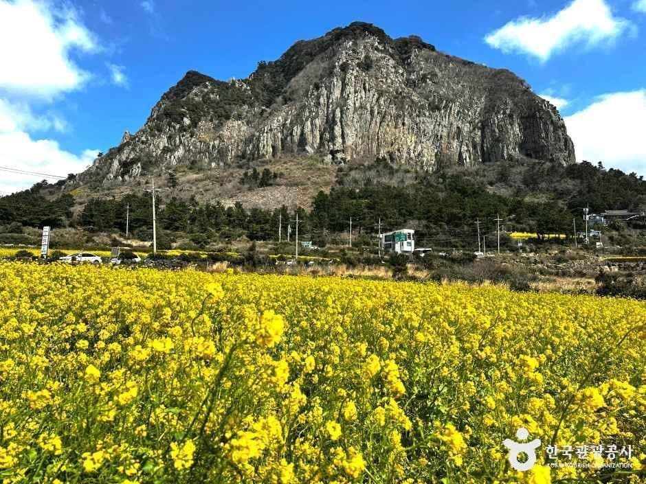 산방산유채꽃밭 사진 1
