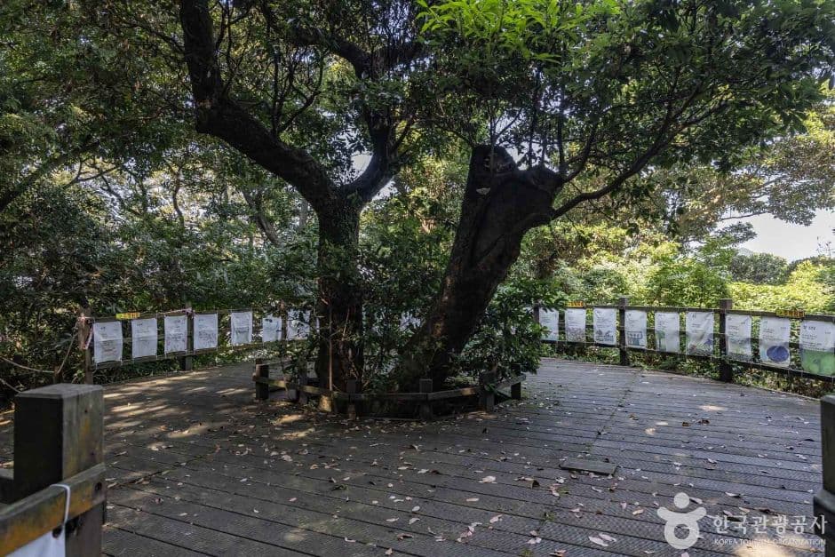 금산공원(납읍난대림지대) 사진 3