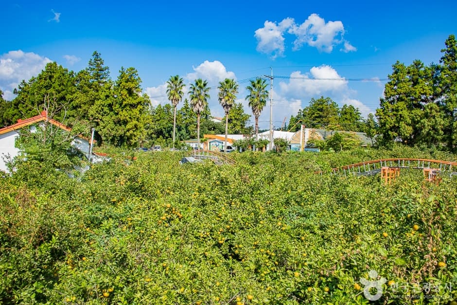 최남단체험감귤농장 사진 1
