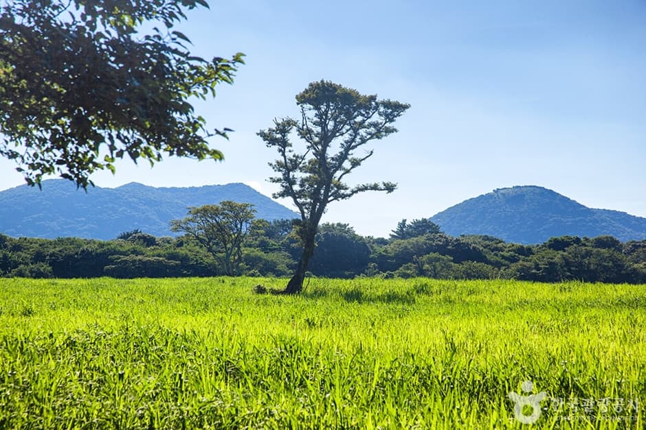 삼다수승마목장 사진 6