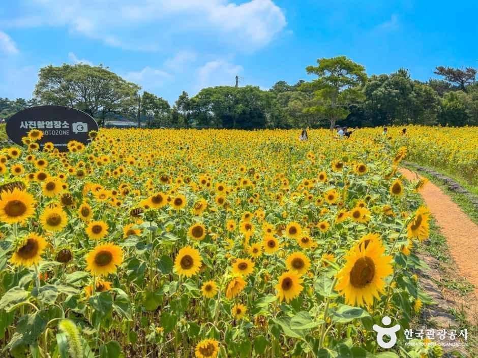 제주 항파두리 항몽 유적 사진 1